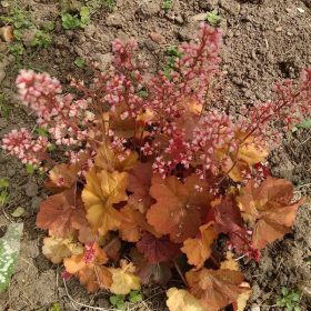 Heuchera 