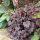 Heuchera 'Plum Pudding' - Tűzeső