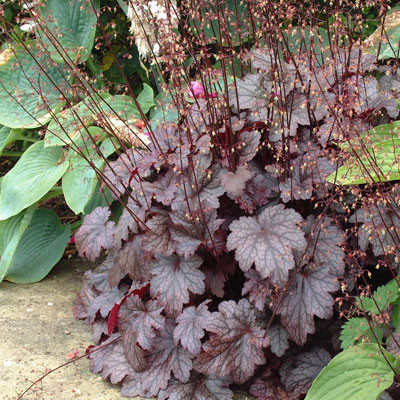 Heuchera 'Plum Pudding' - Tűzeső