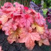 Heuchera 'Peach Smoothie' - Tűzeső