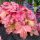 Heuchera 'Peach Smoothie' - Tűzeső