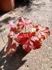 Heuchera 'Peach Smoothie' - Tűzeső