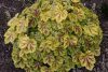 Heucherella (X) 'Solar Eclipse' - Tűzeső