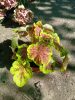 Heucherella (X) 'Solar Eclipse' - Tűzeső