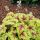 Heuchera 'Stoplight' - Tűzeső