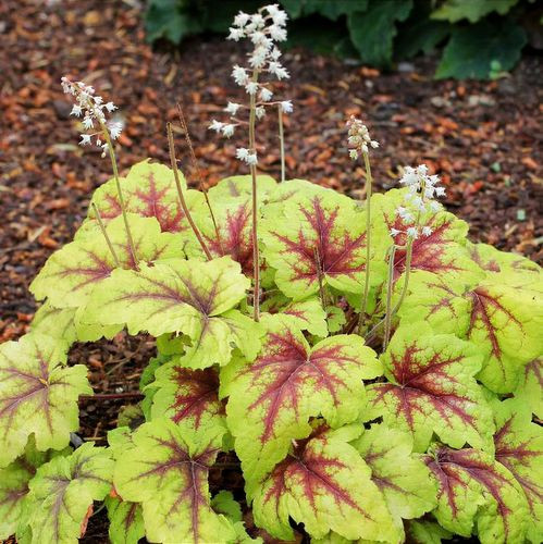 Heuchera 'Stoplight' - Tűzeső