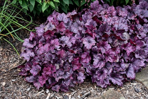 Heuchera 'Wild Rose' - Tűzeső