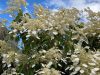 Hydrangea fauriei 'Angel Wings' – Kúszó Hortenzia