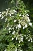 Hydrangea fauriei 'Angel Wings' – Kúszó Hortenzia