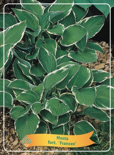 Hosta fortunei 'Francee' - Árnyékliliom