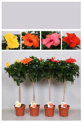 Hibiscus Fiori Grande mix - Mályvacserje (törzses)