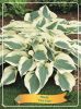 Hosta 'Firn Line' - árnyékliliom