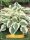 Hosta 'Firn Line' - árnyékliliom