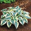 Hosta 'Firn Line' - árnyékliliom