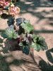 Heuchera 'Frosted Violet' - Tűzeső (Tűzgyöngyvirág)
