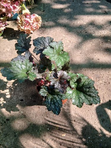 Heuchera 'Frosted Violet' - Tűzeső (Tűzgyöngyvirág)