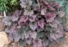 Heuchera 'Frosted Violet' - Tűzeső (Tűzgyöngyvirág)