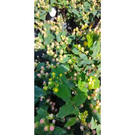 Hypericum miracle - orbáncfű (fehér)