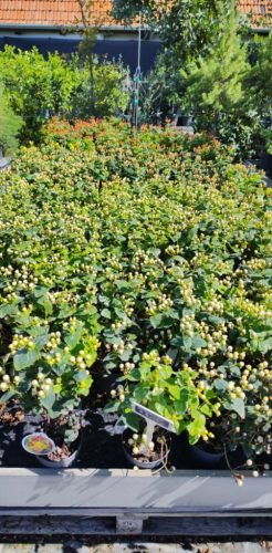 Hypericum miracle - orbáncfű (fehér)