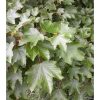 Acer pseudoplatanus - Hegyi juhar