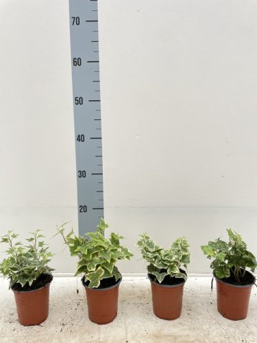 Hedera Helix Bont Mix - Borostyán