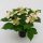 Hydrangea Hovaria Love You Kiss - Hortenzia