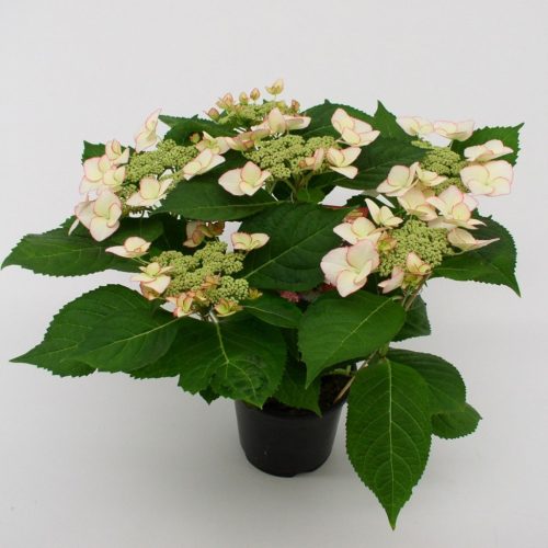 Hydrangea Hovaria Love You Kiss - Hortenzia