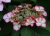 Hydrangea Hovaria Love You Kiss - Hortenzia