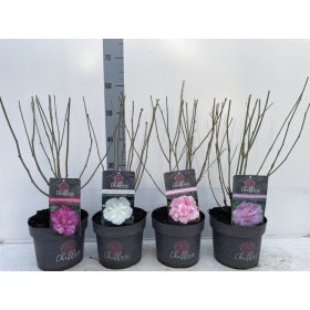 Hibiscus chiffon mix - Mályvacserje / Hibiszkusz 