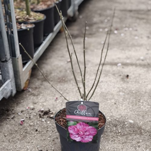 Hibiscus chiffon mix - Mályvacserje / Hibiszkusz 