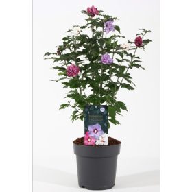 Hibiscus syriacus Tricolor - Mályvacserje