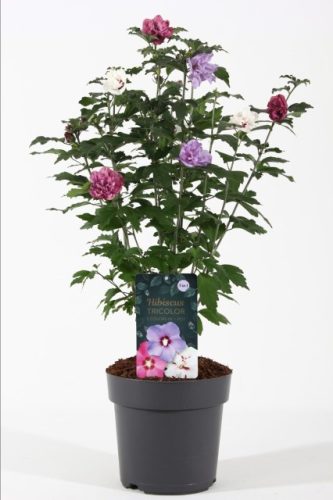 Hibiscus syriacus Tricolor - Mályvacserje