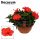 Hibiscus Sunny bordeaux Red - Mályvacserje (Decorum)