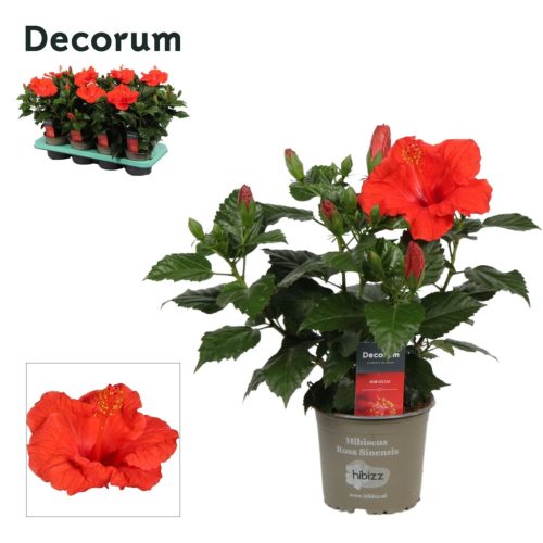 Hibiscus Sunny bordeaux Red - Mályvacserje (Decorum)