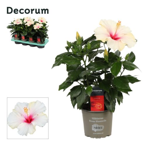 Hibiscus Sunny 'St Tropez' - Mályvacserje (Decorum)