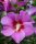 Hibiscus syriacus 'Russian Violet' - Mályvacserje