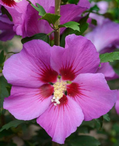 Hibiscus syriacus 'Russian Violet' - Mályvacserje