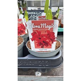 Hippeastrum - Amarillisz