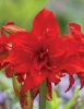 Hippeastrum - Amarillisz