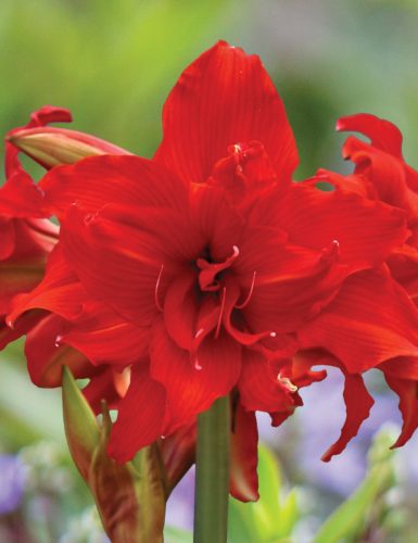 Hippeastrum - Amarillisz