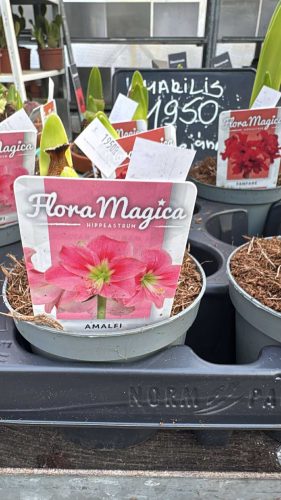 Hippeastrum - Amarillisz