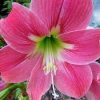Hippeastrum - Amarillisz