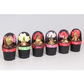 Hippeastrum "Excellent Collectie" - Amarillisz