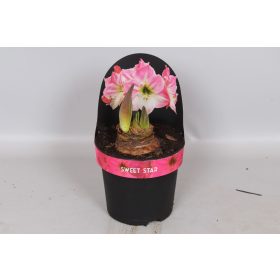 Hippeastrum "Sweet Star" - Amarillisz