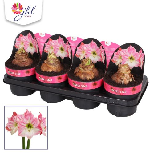 Hippeastrum "Sweet Star" - Amarillisz