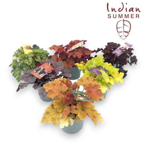 Heuchera 'Indian Summer' Mix - Tűzeső (Tűzgyöngyvirág)