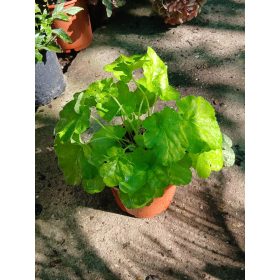   Heuchera 'Lime Marmalade' - Tűzeső (Tűzgyöngyvirág)