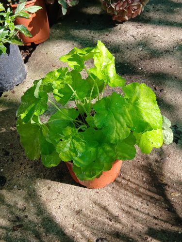 Heuchera 'Lime Marmalade' - Tűzeső (Tűzgyöngyvirág)