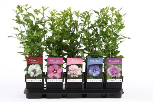 Hibiscus mix - Mályvacserje