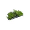 Herbs mix